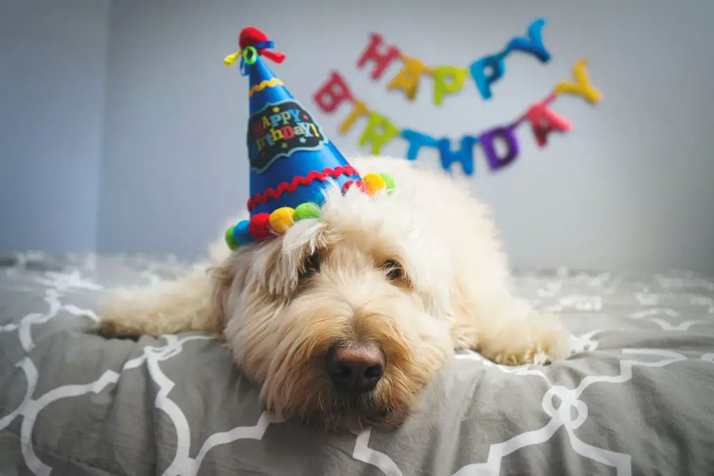 dog on the bed celebrating a birthday