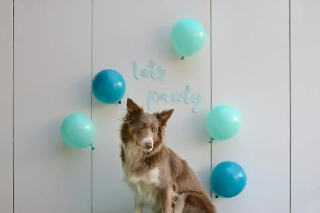 dog with balloons