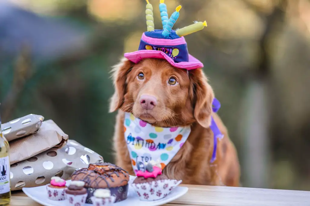 dog with cakes